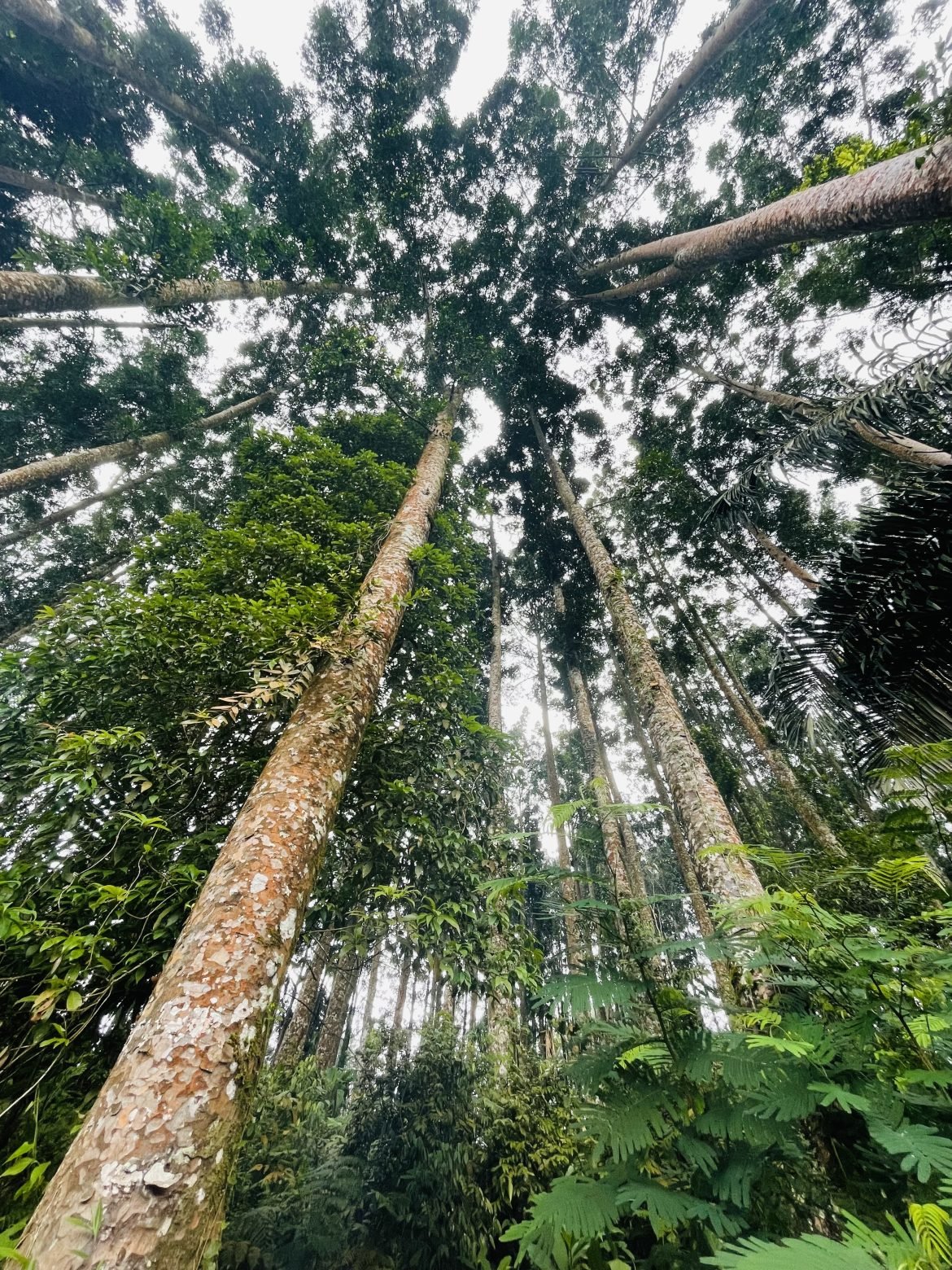 Pohon Damar di Baturraden Adventure Forest