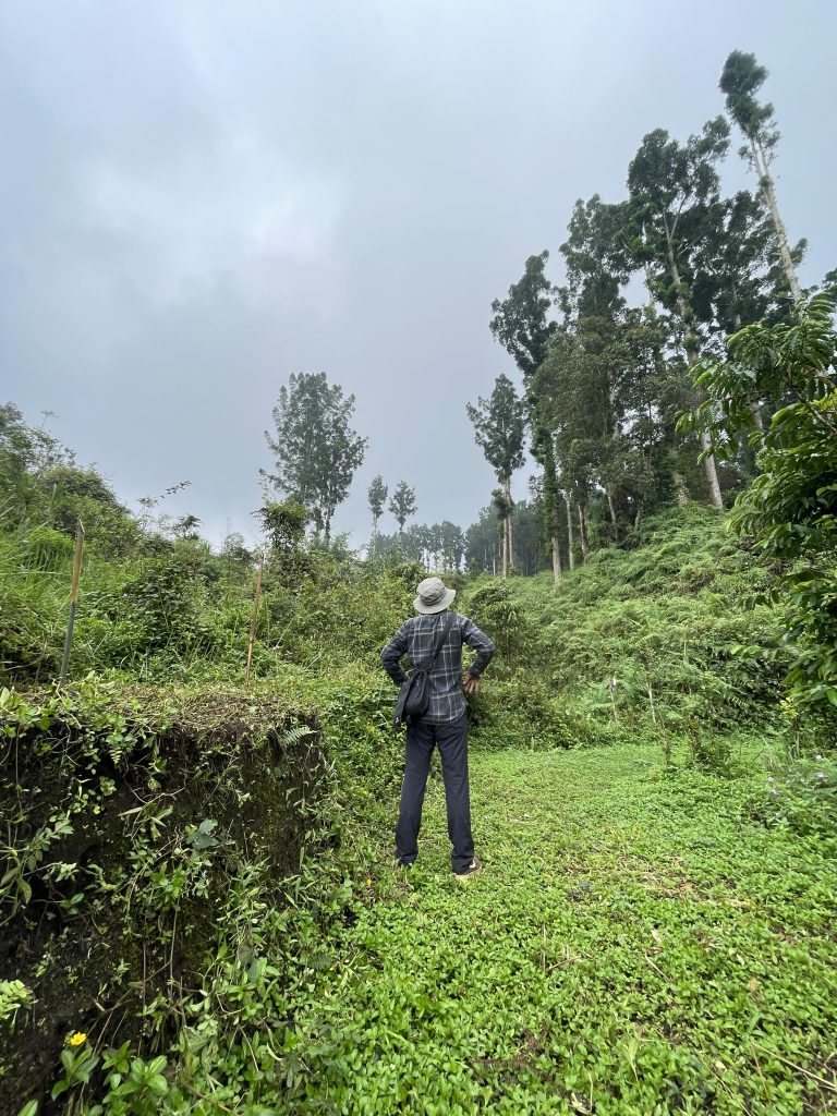 Sphagneticola trilobata, memenuhi dataran Hutan Damar di Baturraden Adventure Forest Sphagneticola trilobata, memenuhi dataran Hutan Damar di Baturraden Adventure Forest