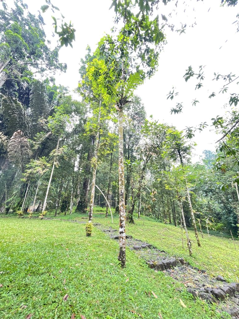 Damar usia 15 tahun. Penanam: Narsikun.