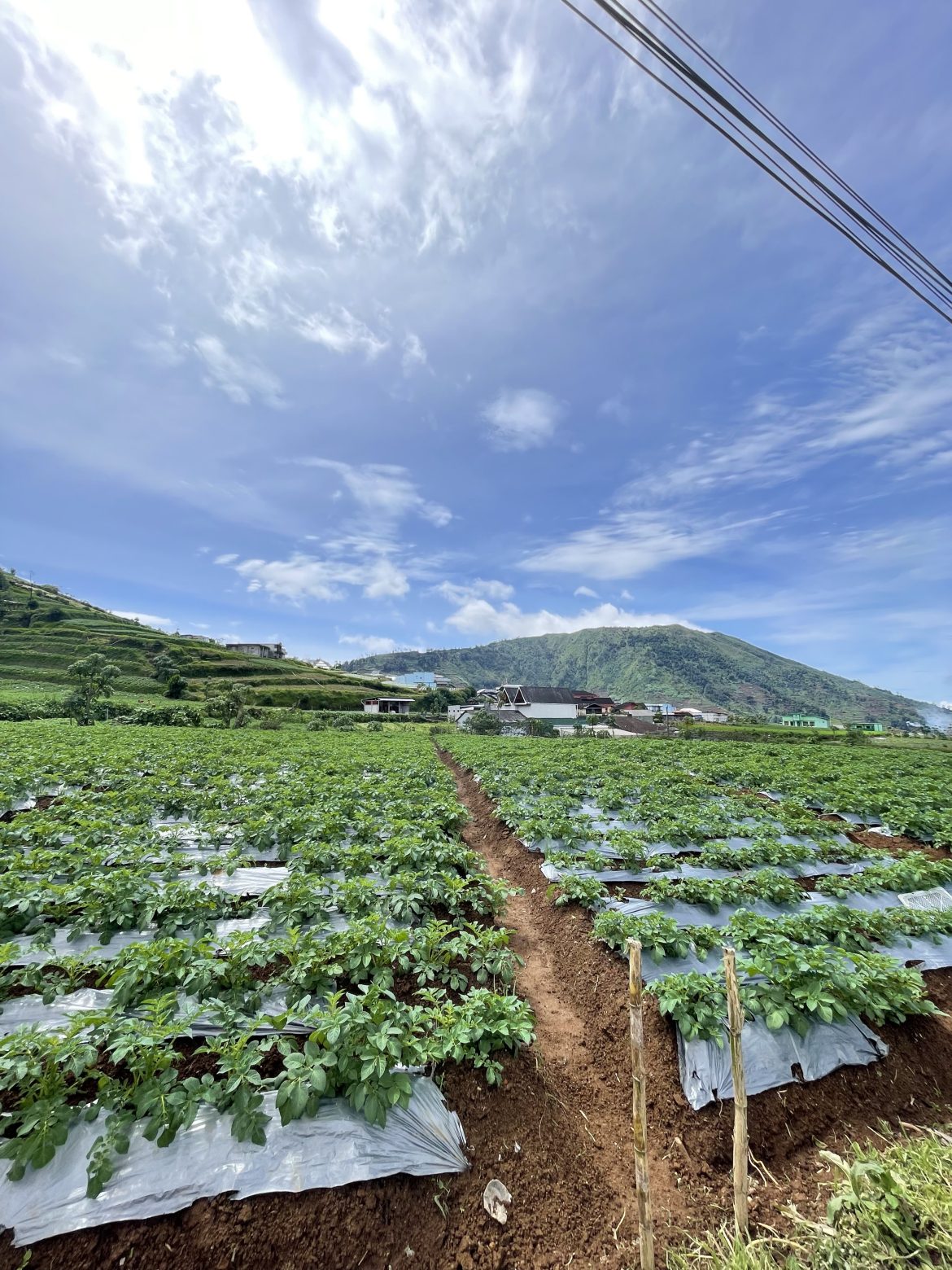 Hamparan Pertanian Kentang
