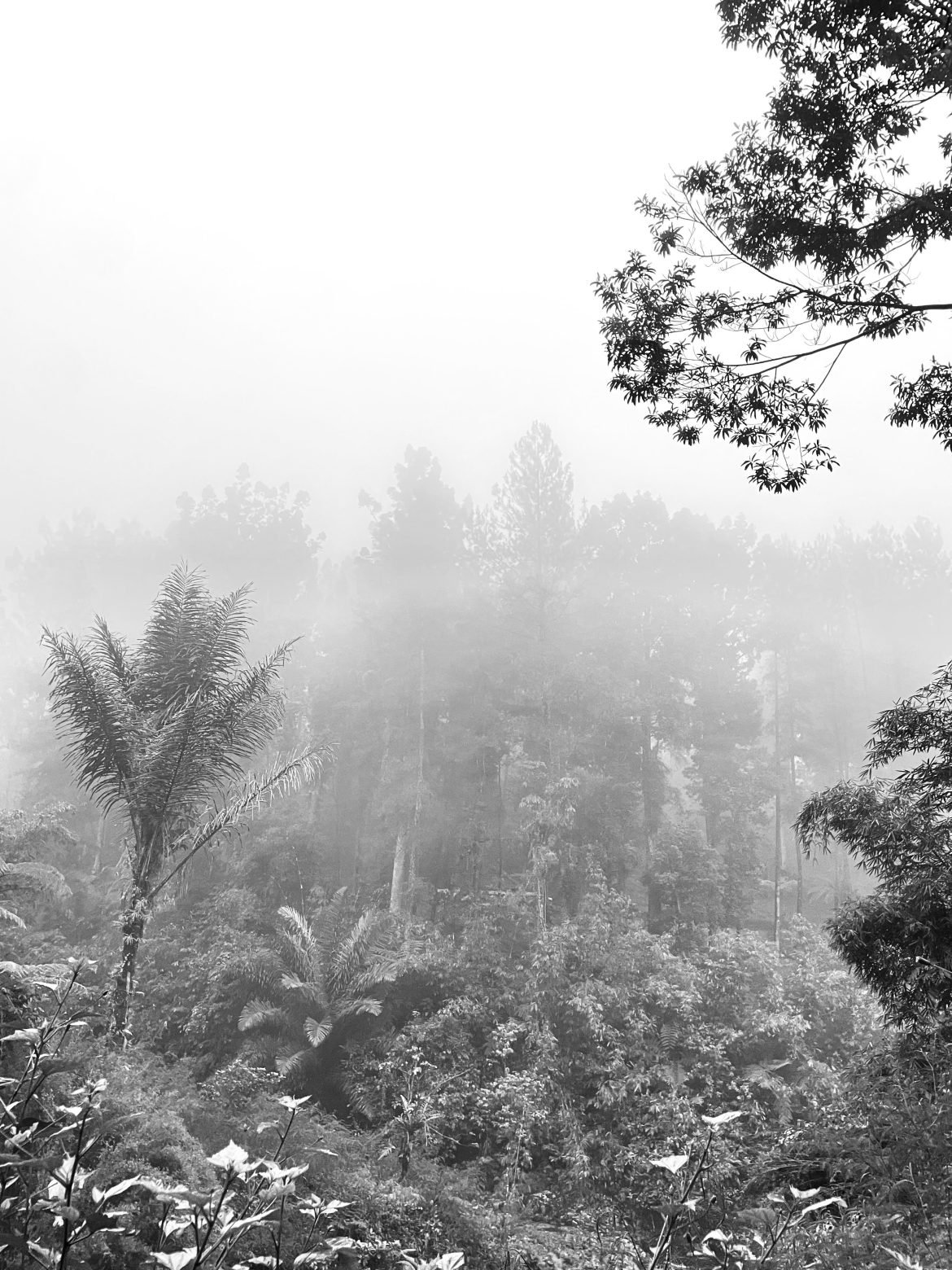 Kabut di Kaki Bukit Gunung Slamet