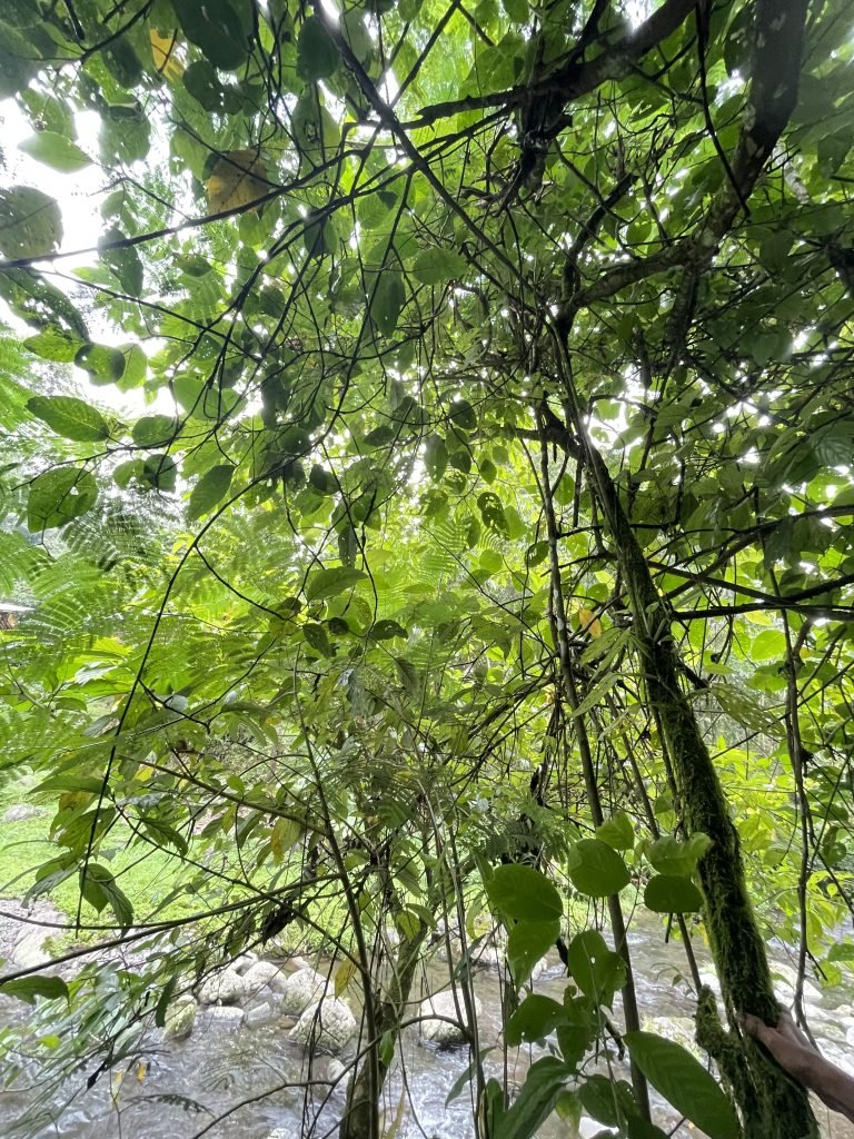 Pohon Rukem di Baturraden Adventure Forest
