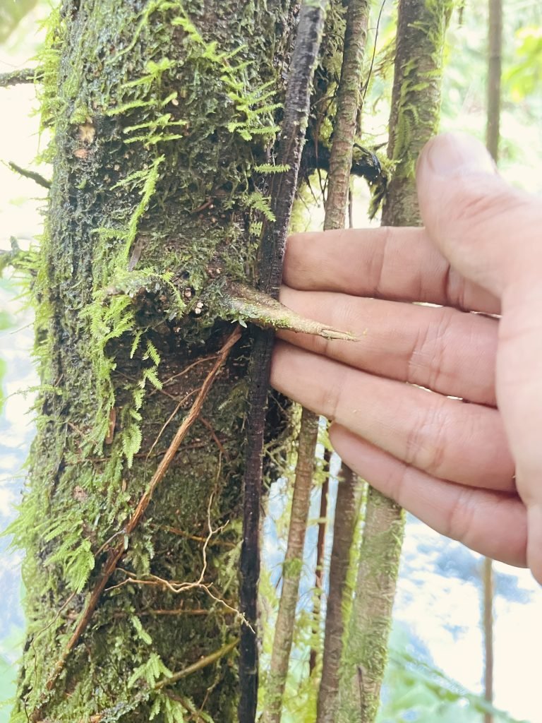 Duri Pohon Rukem